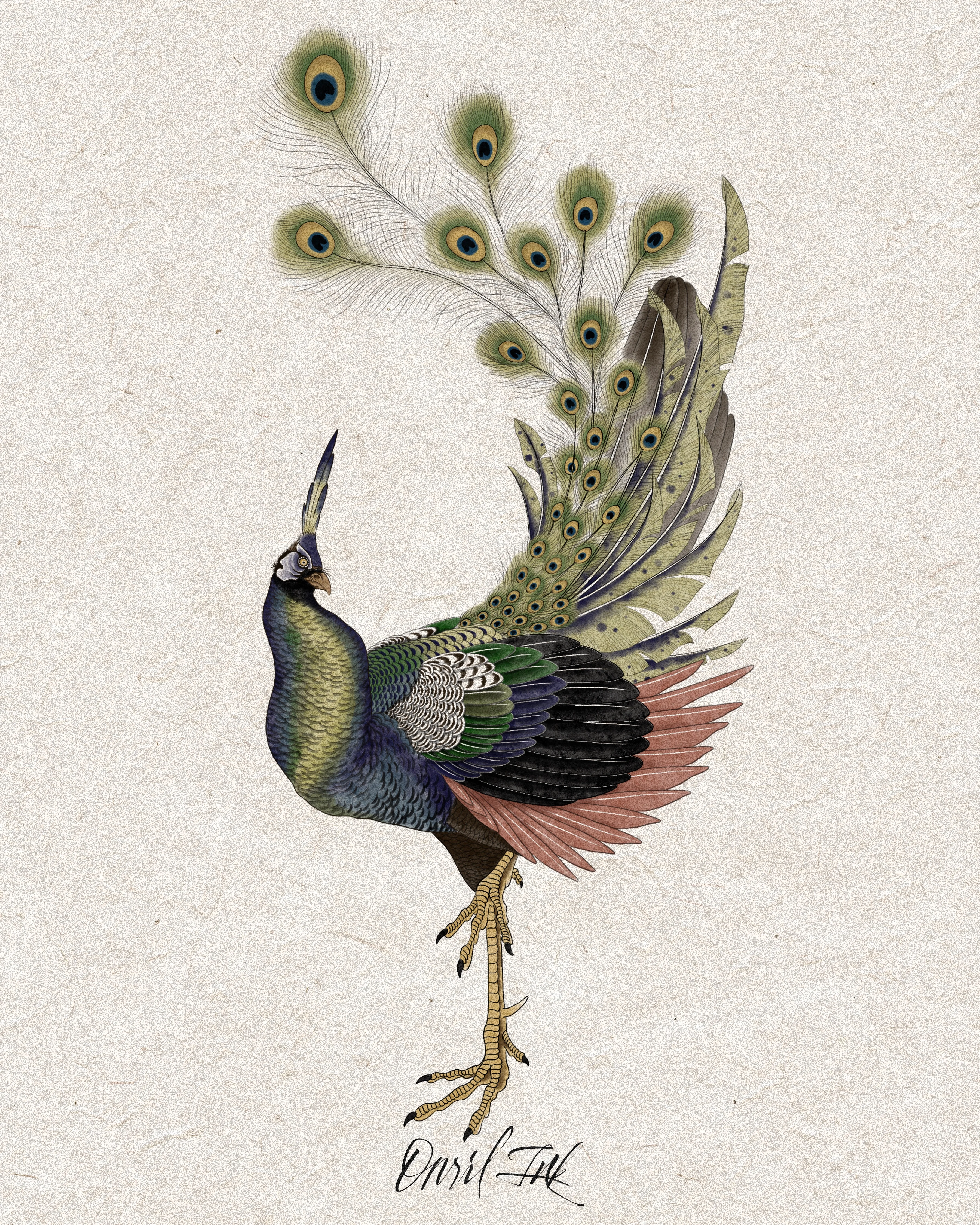 Peacock — color design