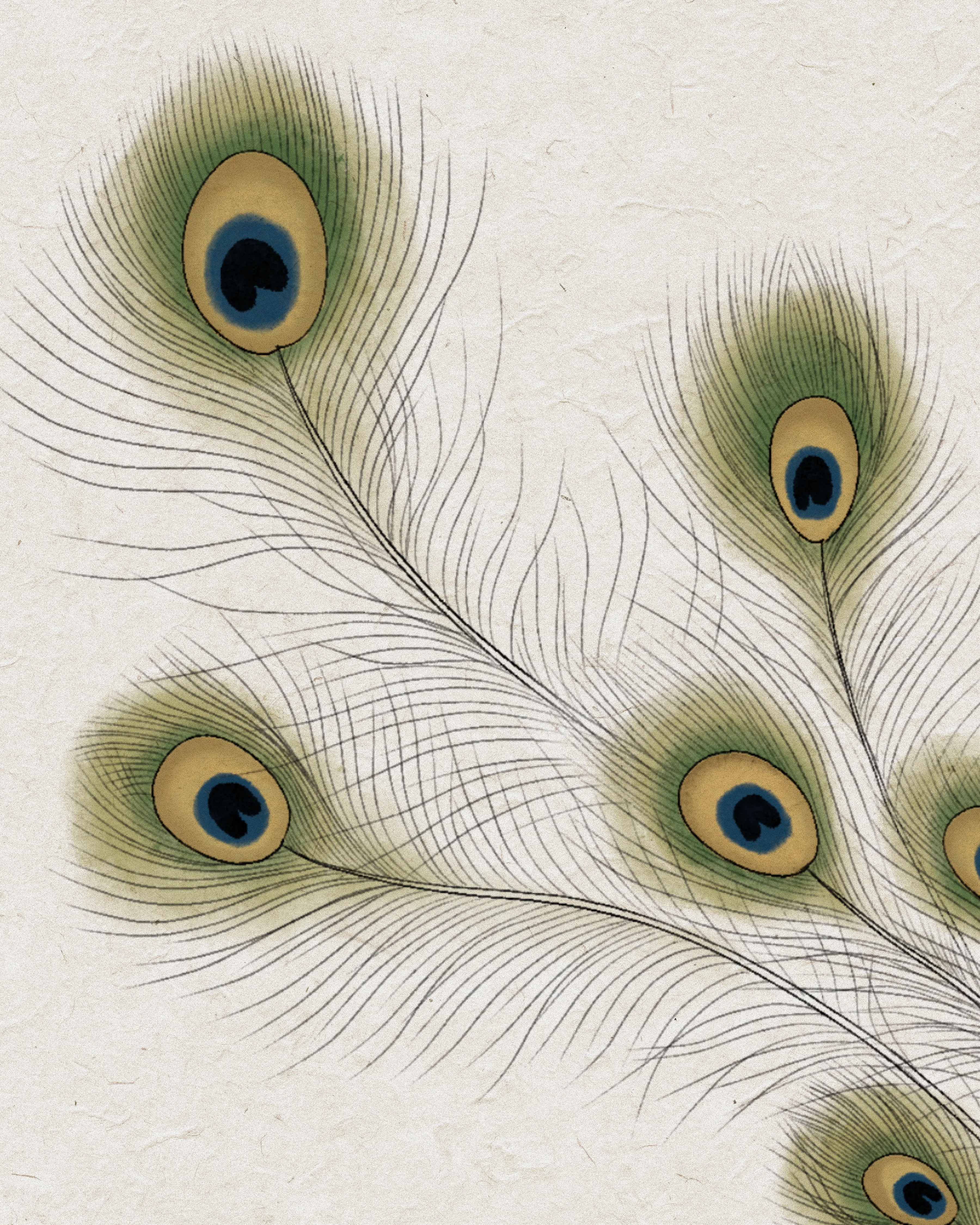 Peacock — Detail · brushwork